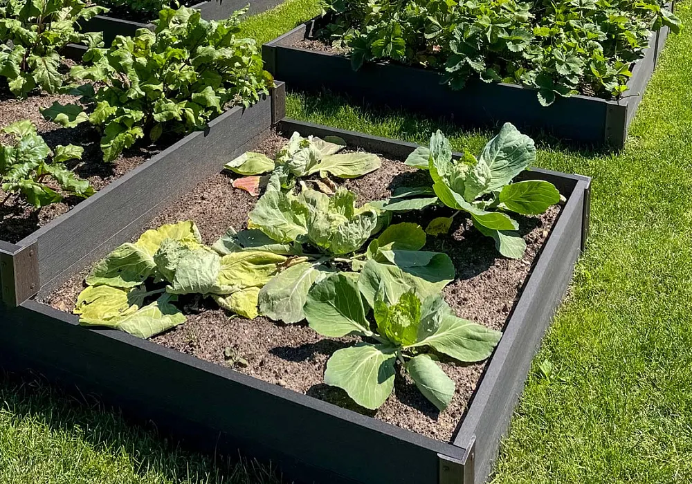 Грядки из ДПК спустя 3 года эксплуатации Грядки из ДПК спустя 3 года эксплуатации